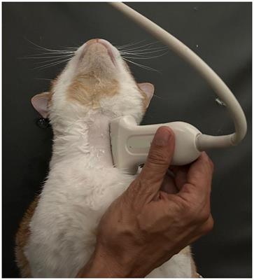Using ultrasonography for verifying feeding tube placements in cats